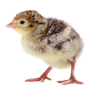 KR1 (drť) určeno pro výkrm krůt od 1. týdne stáří do 2. týdne stáří (25kg)