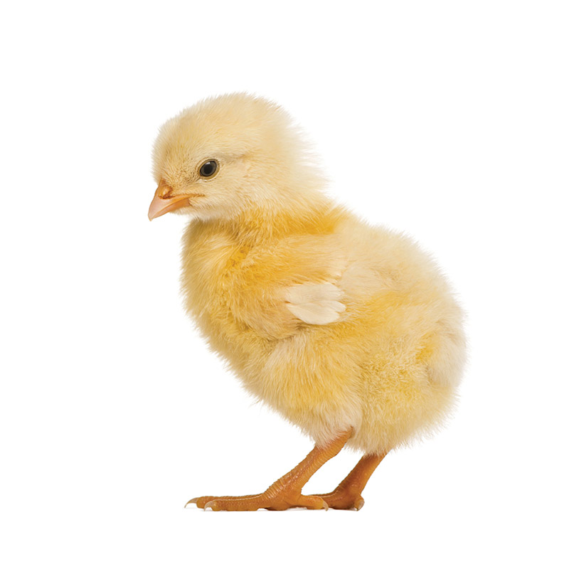 Obrazek BR1 (drť) určeno pro výkrm kuřat brojlerů od 1.-14. dne stáří (25kg)