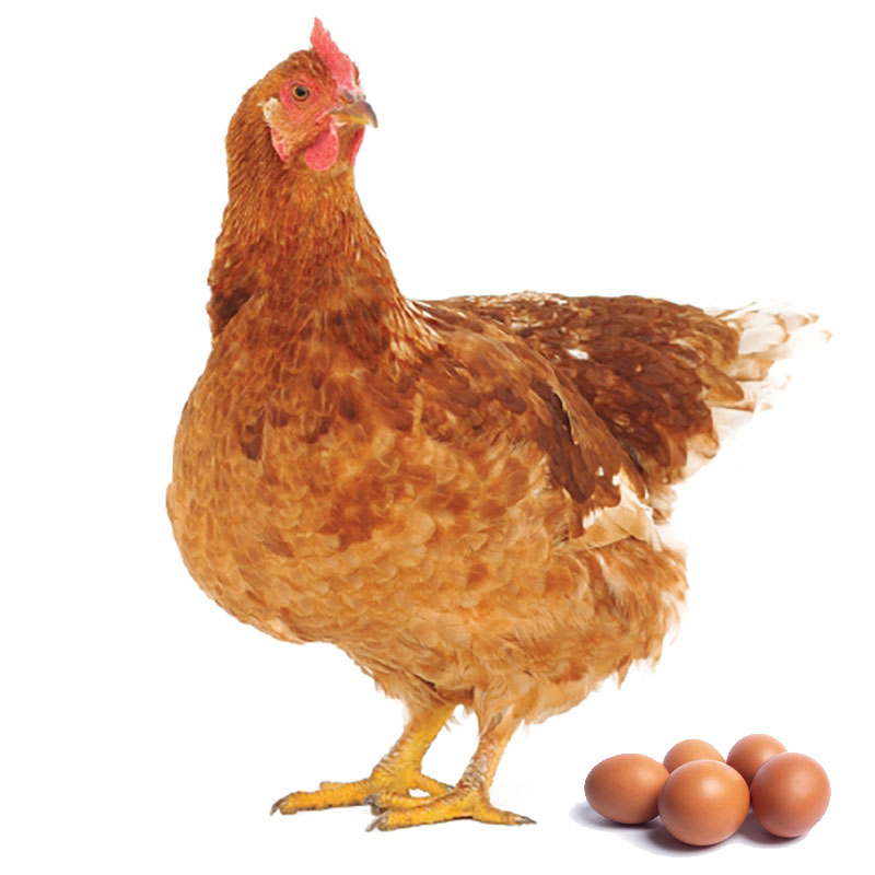 Obrazek N1 (granulky) určeno pro výživu nosnic od  stáří 20 týdnů (25kg)