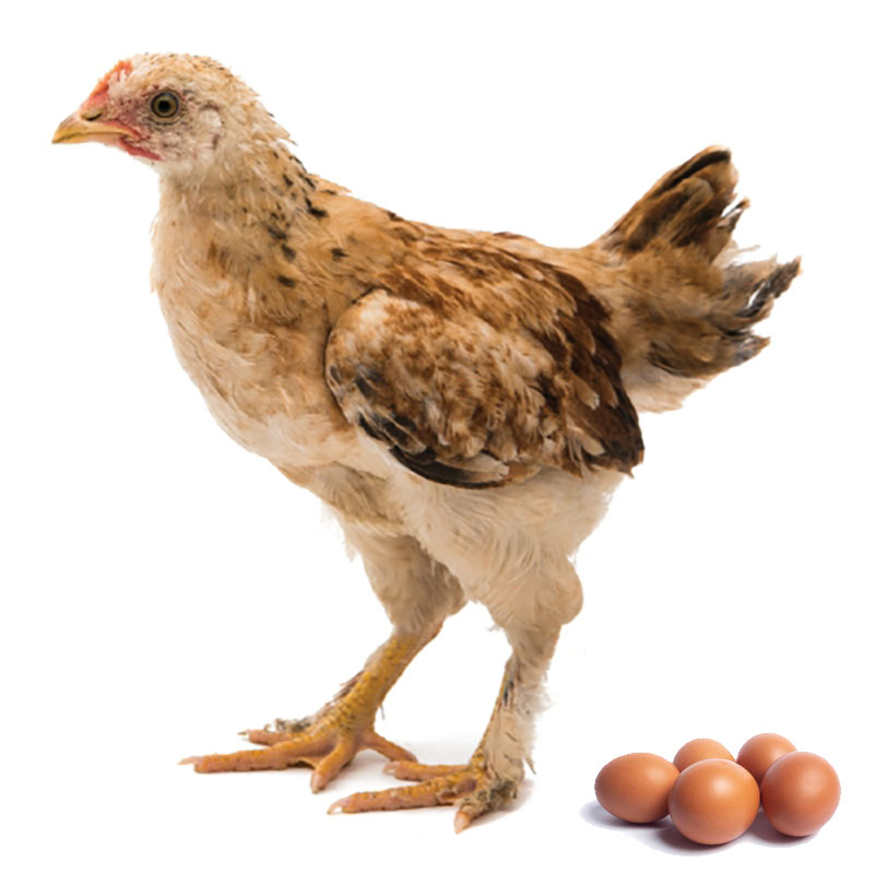 Obrazek KZK (drť) určeno pro výživu kuřic nosného typu ve stáří 9-22 týdnů (25kg)