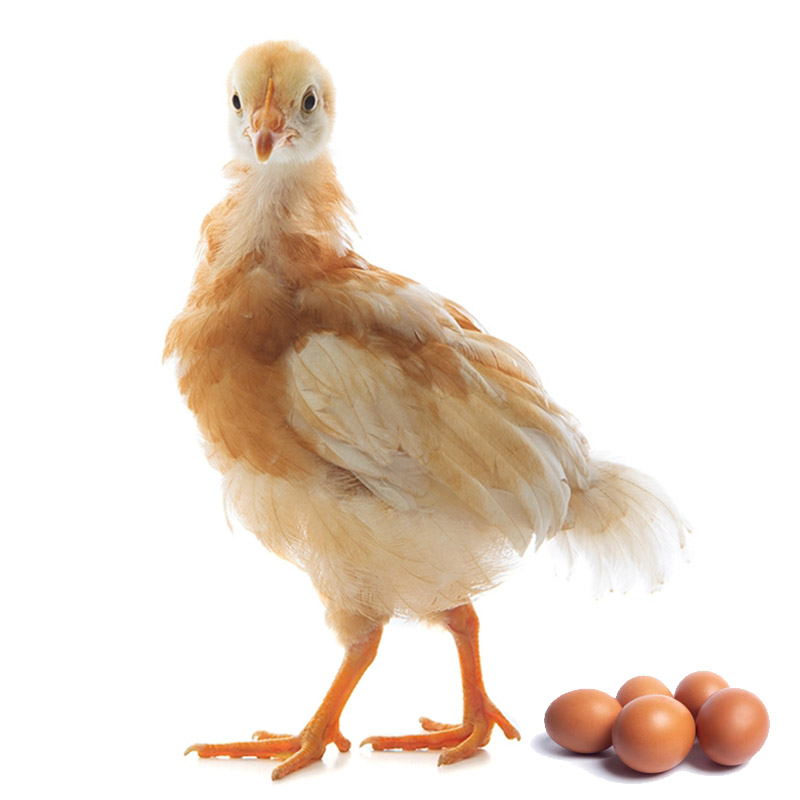 Obrazek K2K (granulky) určeno pro výživu kuřat nosného typu ve stáří 4-8 týdnů (25kg)