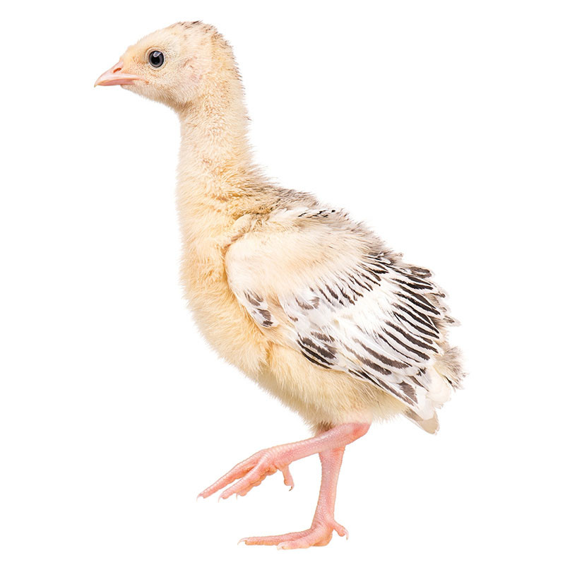 Obrazek KR2 (granulky), určeno pro výkrm krůt od 3. týdne stáří do 14. týdne stáří (25kg)