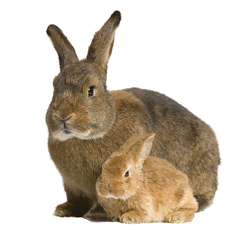 Obrazek KKV (granulky) kompletní krmivo pro králíky + antikokcidikum (25kg)